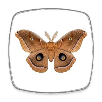 Polyphemus Moth Antheraea polyphemus - Viereckiger Kühlschrankmagnet - Weiß - Vorne