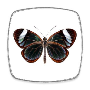 Glasswing Butterfly Greta oto Realistic Style - Square fridge magnet - white - Front