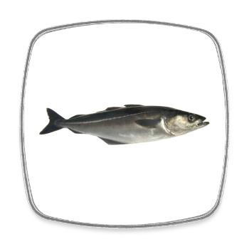 Fisch Pollack - Viereckiger Kühlschrankmagnet - Weiß - Vorne