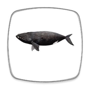 Right Whale - Balaena glacialis - right whale - Square fridge magnet - white - Front