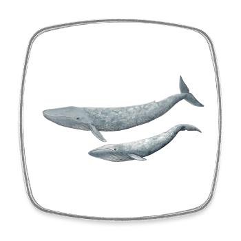 Blue Whale - Blue Whale - Baleine bleue - Magnet carré - blanc - Devant