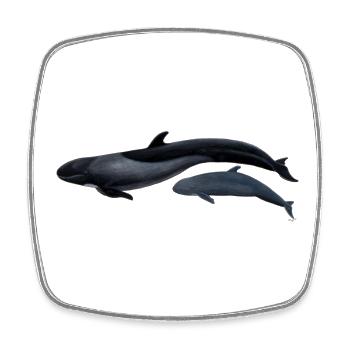 False killer whale - Fausse orque - False killer whale - Square fridge magnet - white - Front