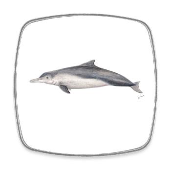 Australian dolphin - Dolphin Sousa sahulensis - Square fridge magnet - white - Front