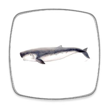 sperme pygmée cachalot pygmée baleine Kogia breviceps - Magnet carré - blanc - Devant