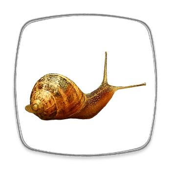 süße tiershirts, Weinbergschnecke - Viereckiger Kühlschrankmagnet - Weiß - Vorne