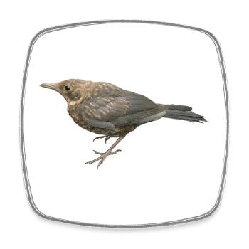 Amsel Jungvogel - Viereckiger Kühlschrankmagnet - Weiß - Vorne