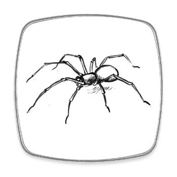 Helle Spinne Illustration Tier - lllustration - Viereckiger Kühlschrankmagnet - Weiß - Vorne
