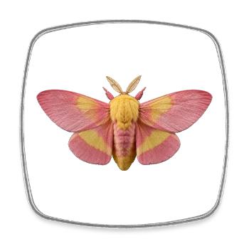 Rosy Ahornmotte Dryocampa rubicunda - Viereckiger Kühlschrankmagnet - Weiß - Vorne