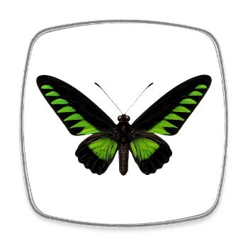 Rajah Brookes Birdwing Trogonoptera brookiana - Viereckiger Kühlschrankmagnet - Weiß - Vorne