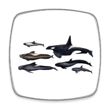 Blackfish - Orcas - Calderones - Pilot whales - Square fridge magnet - white - Front