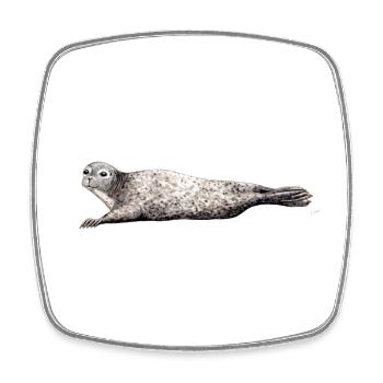 Phoca vitulina - Phoca - Phoque - Harbor seal - Square fridge magnet - white - Front