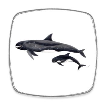 Pygmy killer whale - Pygmy killer whale - Orque pygmée - Square fridge magnet - white - Front