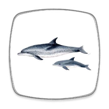 Repéré Dolphin - Dauphin tacheté - Dauphin tacheté - Magnet carré - blanc - Devant