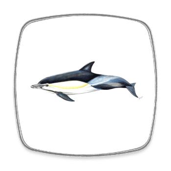 Dauphin commun - Dauphin commun - Delfin commun - Magnet carré - blanc - Devant