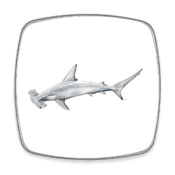 Tiburon martillon - Hammerhead shark - Requin - Square fridge magnet - white - Front