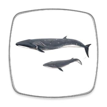 Whale whale Balaenoptera borealis - Square fridge magnet - white - Front