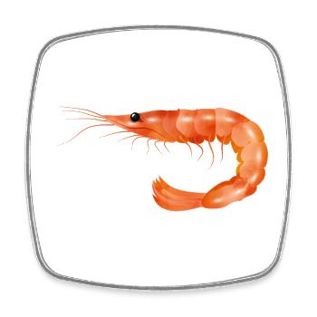 Pink Shrimp or Shrimp Hand Drawn - Square fridge magnet - white - Front