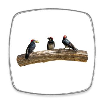 3 pics de gland sur un arbre, naturels - Magnet carré - blanc - Devant