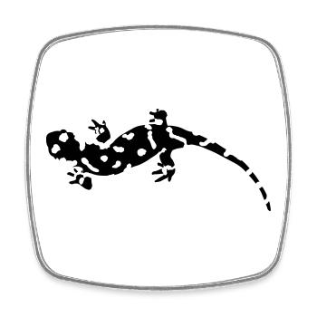 Salamander - Viereckiger Kühlschrankmagnet - Weiß - Vorne