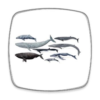 Whales - Whales - Baleines - Mysticeti - Square fridge magnet - white - Front
