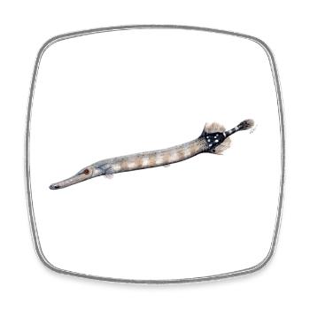 Trumpetfish - Trumpetfish - poisson trompette - Square fridge magnet - white - Front