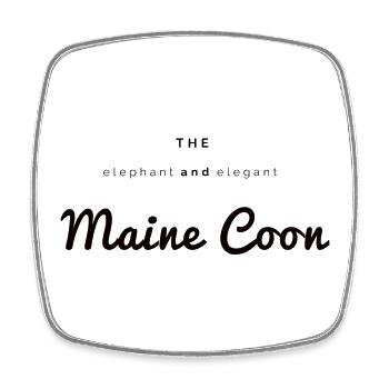 The elephant & elegant Main Coon - Magnet carré - blanc - Devant