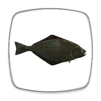 Natural halibut for anglers in Norway or Iceland - Square fridge magnet - white - Front