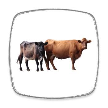 two cows - Square fridge magnet - white - Front
