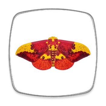 Imperial Moth Eacles imperialis - Magnet carré - blanc - Devant