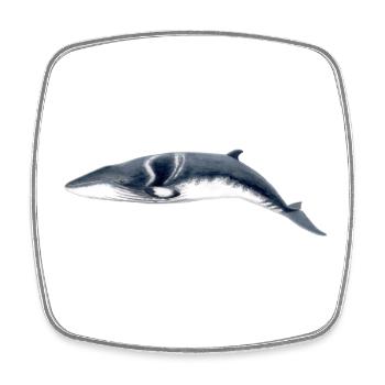 Minke whale - Petit rorqual - Minke whale - Square fridge magnet - white - Front