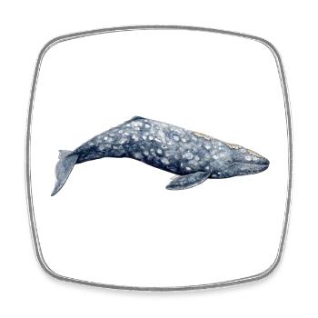 Gray whale - Gray whale - Baleine grise - Square fridge magnet - white - Front