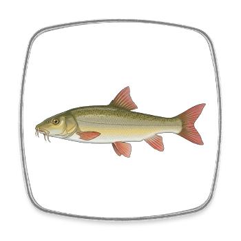 Barbel Fishing Fishing - Square fridge magnet - white - Front