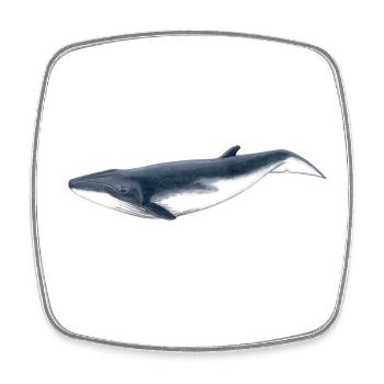 Tropical baby whale Baby whale - Baby baleine - Square fridge magnet - white - Front