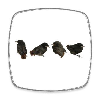 Hausrotschwänzchen Ästlinge - Viereckiger Kühlschrankmagnet - Weiß - Vorne
