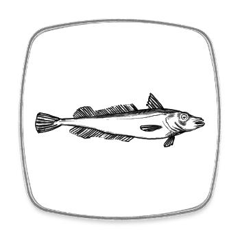 Fish: hake, angler motif - Square fridge magnet - white - Front