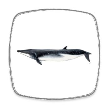 Fin whale - Brydes whale - tropical rorqual - Square fridge magnet - white - Front