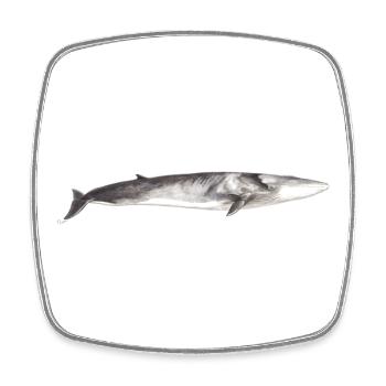 Fin whale Balaenoptera physalus - Square fridge magnet - white - Front