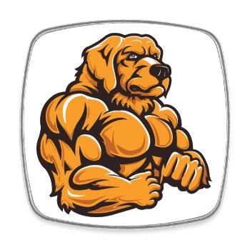 Golden Retriever Dog Muscles Bodybuilding - Square fridge magnet - white - Front
