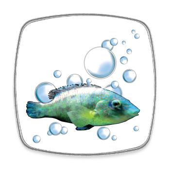 Colorful aquarium fish motif - Square fridge magnet - white - Front