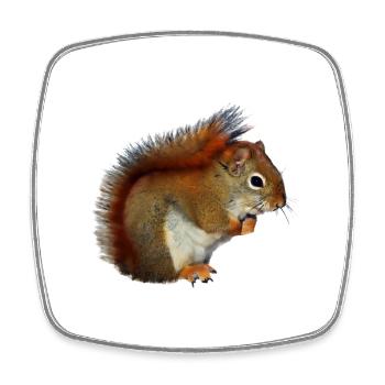 Eichorn squirrel nuts forest photo gift - Square fridge magnet - white - Front
