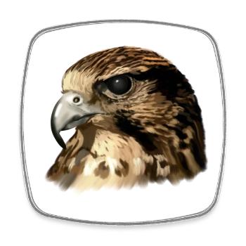 falcon - Square fridge magnet - white - Front