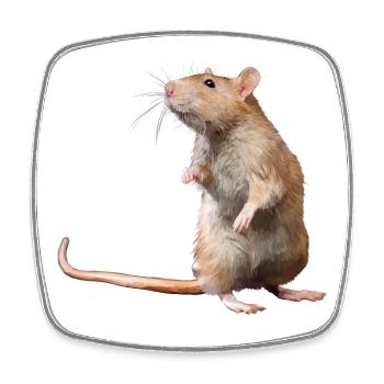 Maus - Viereckiger Kühlschrankmagnet - Weiß - Vorne