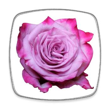 Fleur Rose Rose Fleur Fleurs Rose Rose Fleurs - Magnet carré - blanc - Devant