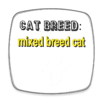 cat Breed: Mixed Breed Cat, Tier Tatzen, mix Katze - Viereckiger Kühlschrankmagnet - Weiß - Vorne