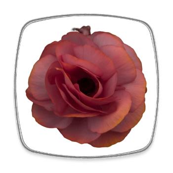 Rosa Rose Blütenpracht - Viereckiger Kühlschrankmagnet - Weiß - Vorne