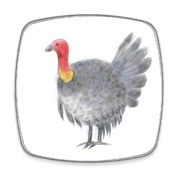 Australisches Buschtruthahnhuhn - Viereckiger Kühlschrankmagnet - Weiß - Vorne