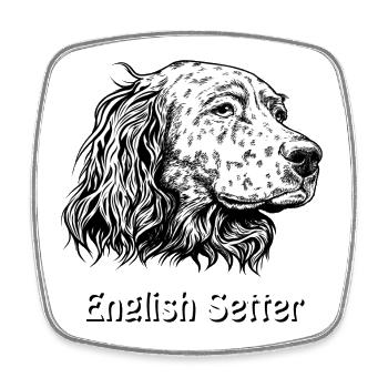 Portrait de setter anglais - Magnet carré - blanc - Devant