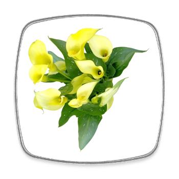 Zarte Gelbe Calla Blüten - Viereckiger Kühlschrankmagnet - Weiß - Vorne