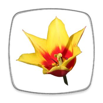 Tulipe – Réveil printanier en couleur - Magnet carré - blanc - Devant
