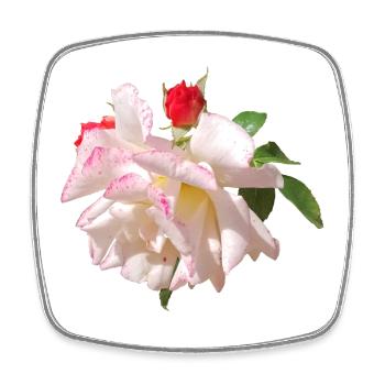 Rosenblüte Weiß Rosa Akzente - Viereckiger Kühlschrankmagnet - Weiß - Vorne